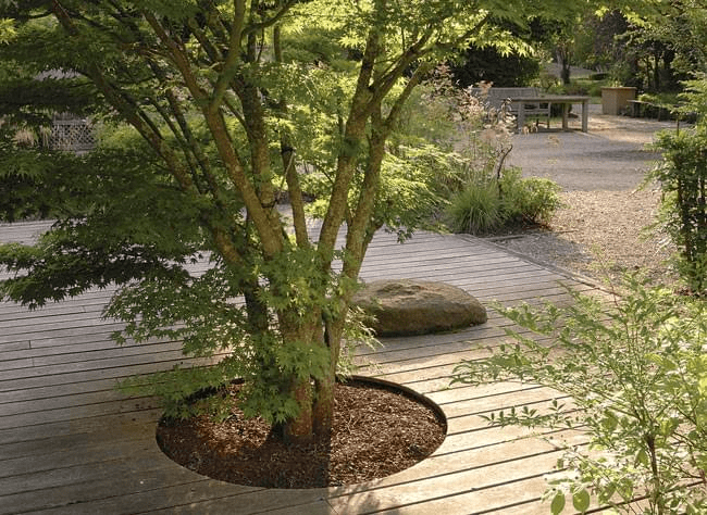 Image d'un arbre planter entre du bois de palettes